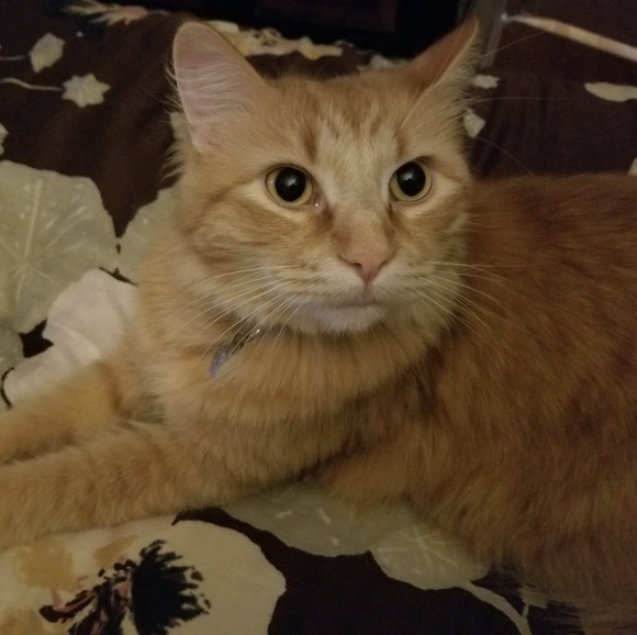 Meet your Posher, Dana - Picture 2 of 10